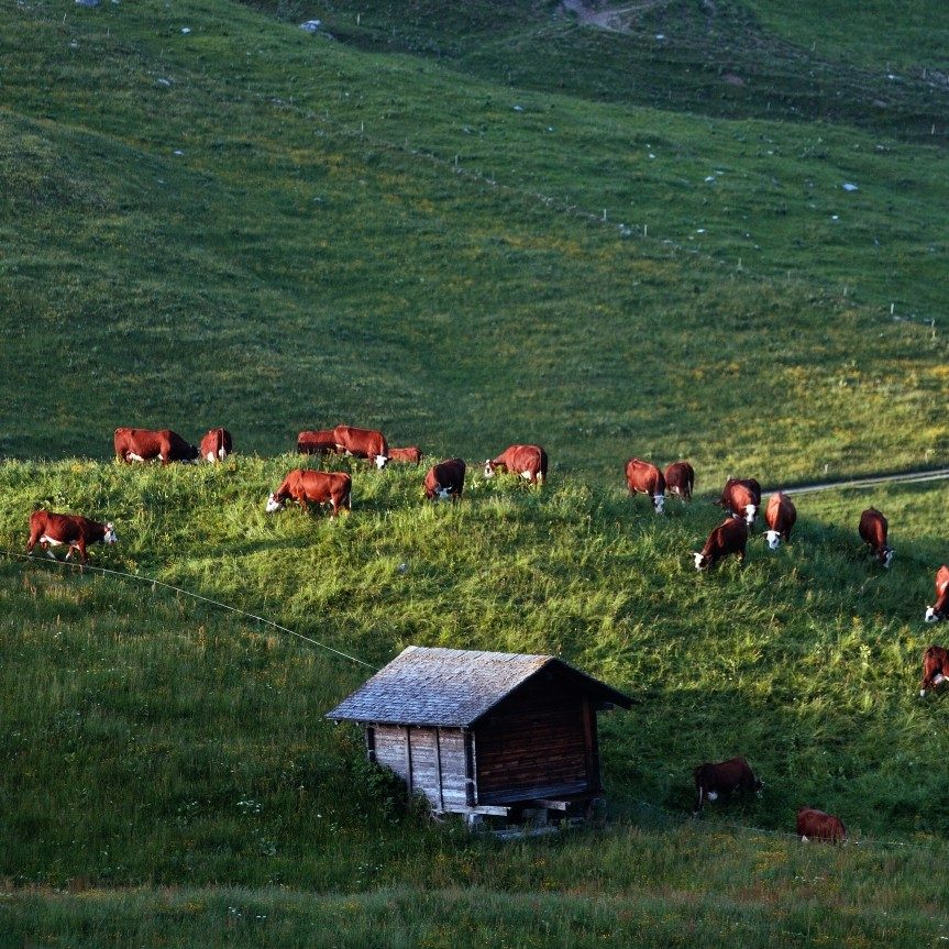 Alpine pasture near Courmayeur
